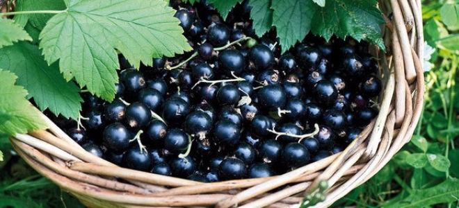 домашнее вино из черной смородины простой рецепт