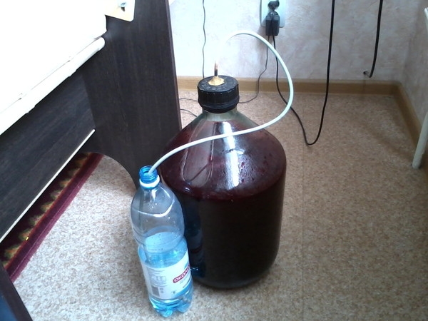 вино из черной смородины в домашних условиях