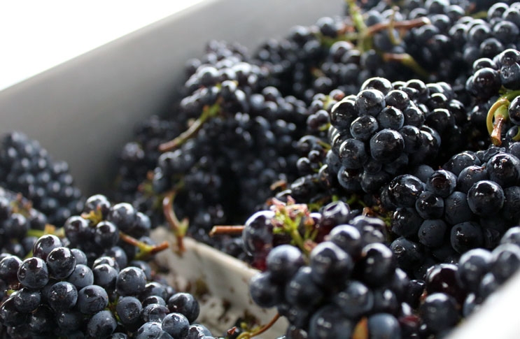 приготовление вина из винограда в домашних условиях