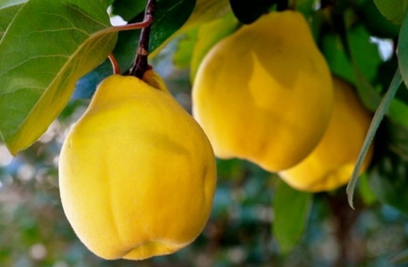 айва рецепты приготовления на зиму без варки