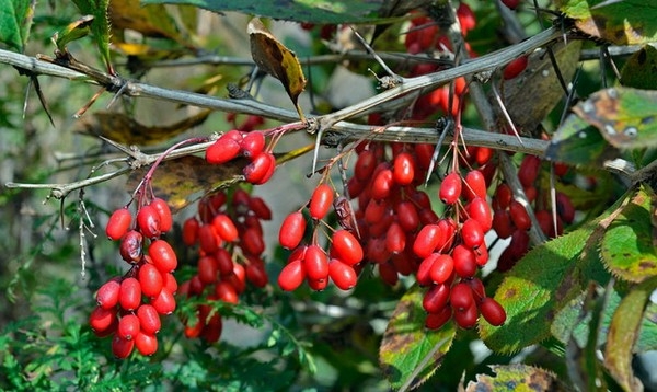 барбарис рецепты приготовления на зиму сушить