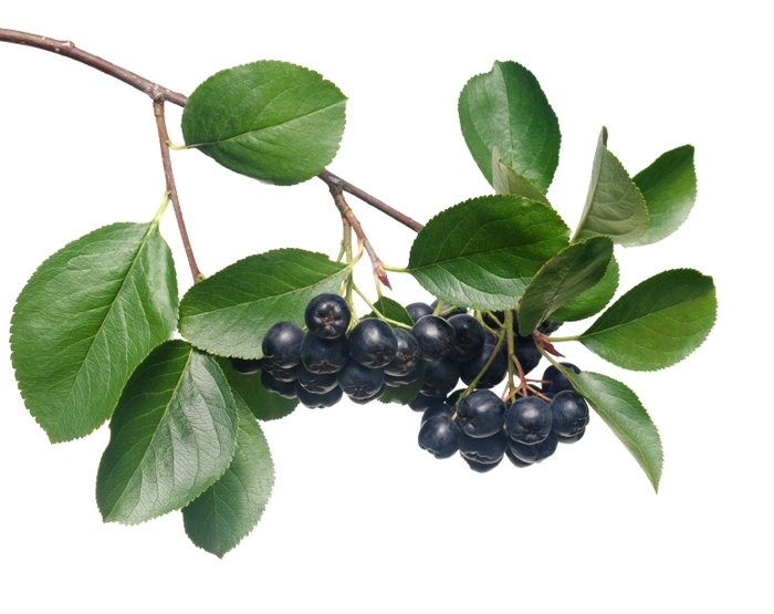 желе из черноплодной рябины на зиму рецепты