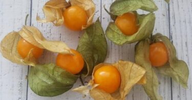 Блюда из физалиса