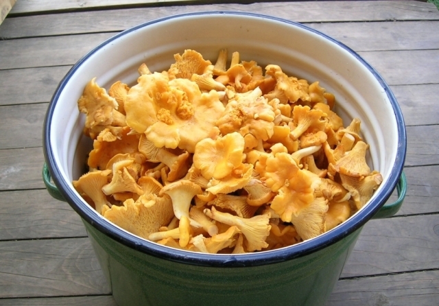 соленые лисички