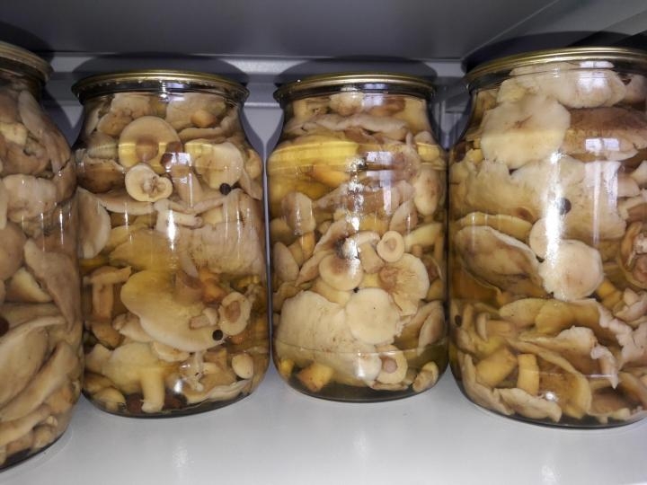 грибы рядовки фото и описание как готовить