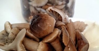 Грибы рядовки