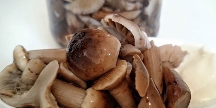 как солить рядовки на зиму в банках