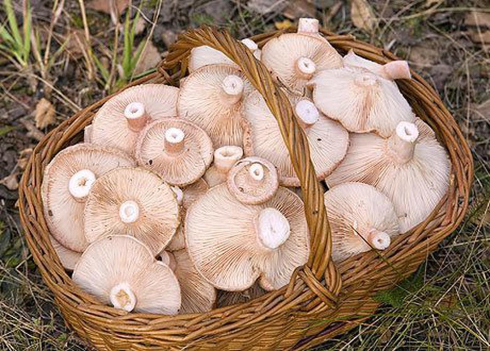 грузди черные маринованные на зиму рецепты приготовления