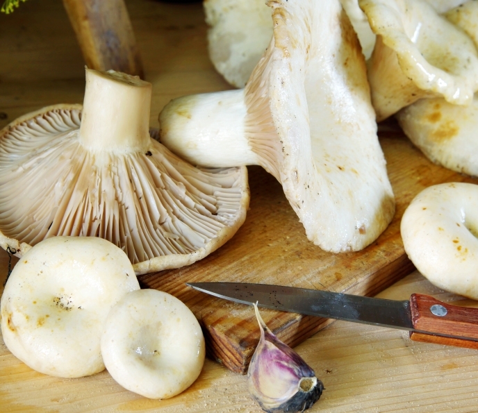 грузди белые на зиму рецепты приготовления