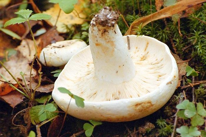 маринад для груздей