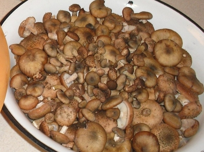 соленые опята на зиму в банках