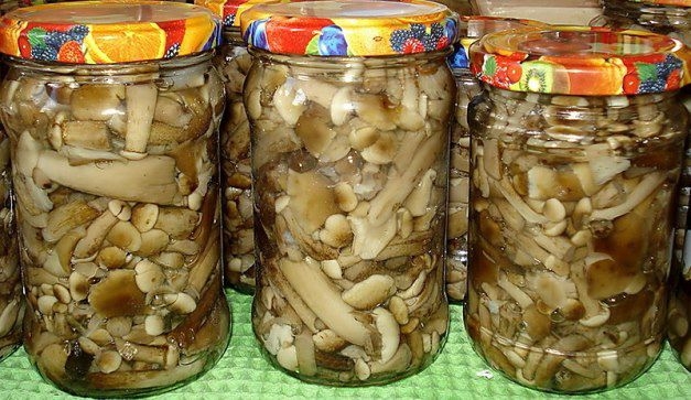 рецепт засолки опят на зиму в банках