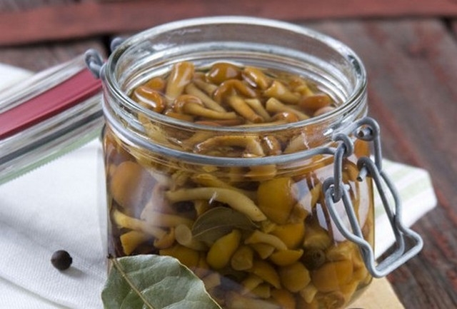 соленые опята на зиму в банках