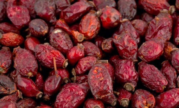 когда собирать шиповник на сушку