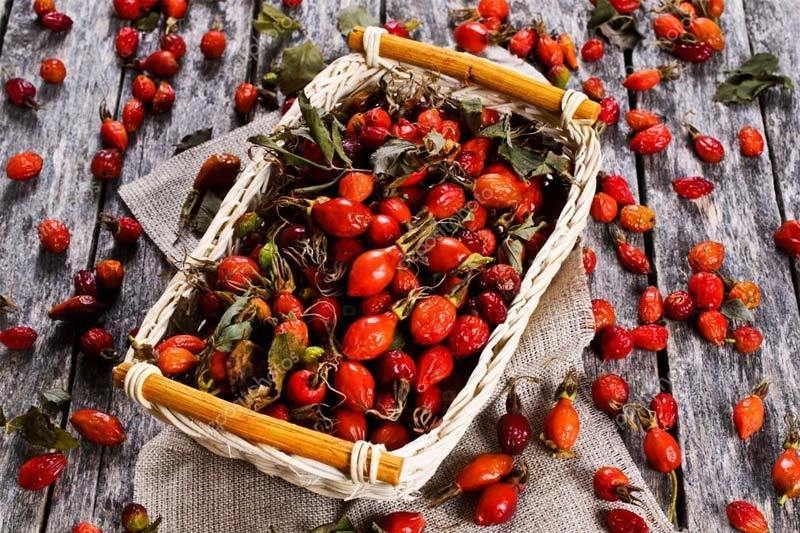 шиповник заготовка на зиму и способы приготовления