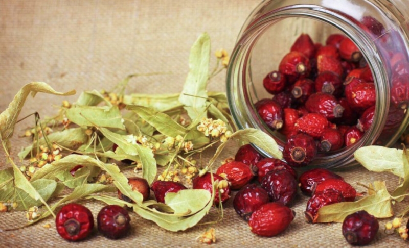 как сушить шиповник в домашних условиях