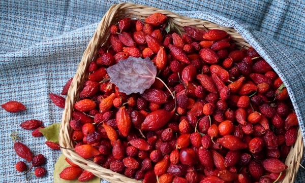 правильно сушить шиповник в домашних условиях