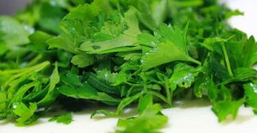 Заготовка петрушки на зиму