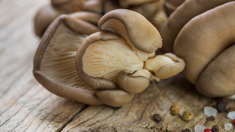 солить грибы вешенки на зиму