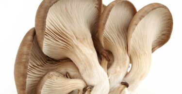 засолить вешенки в домашних условиях