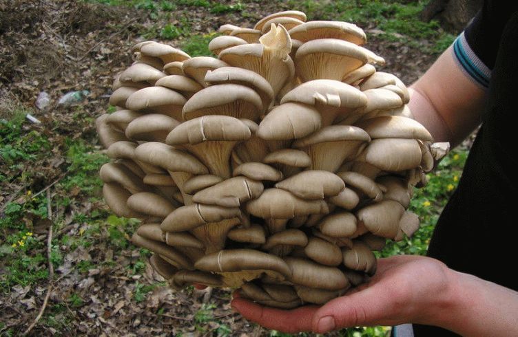 как засолить вешенки в домашних условиях