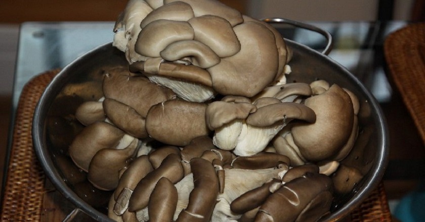 можно ли солить вешенки