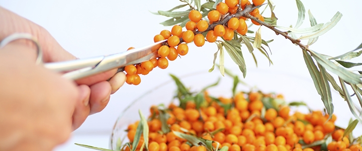 компот из облепихи на зиму простой рецепт