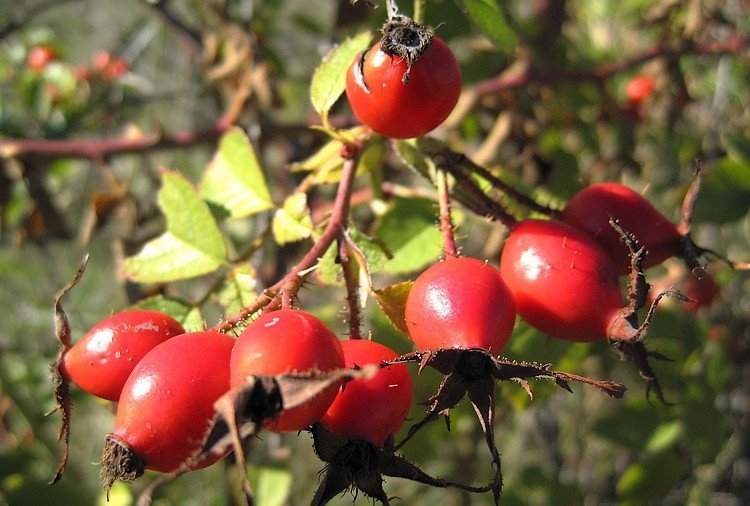 компот из шиповника как приготовить