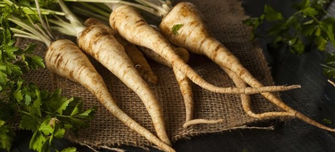 корень петрушки на зиму рецепты