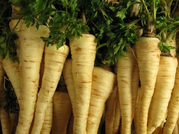 корневая петрушка на зиму заготовки рецепты лучшие