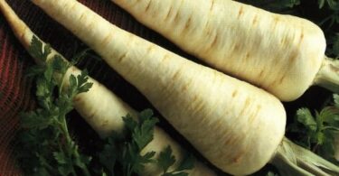 Корень петрушки