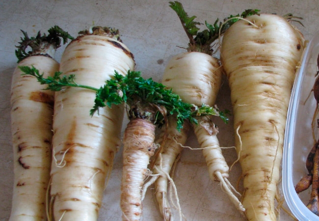 корневая петрушка на зиму заготовки рецепты лучшие