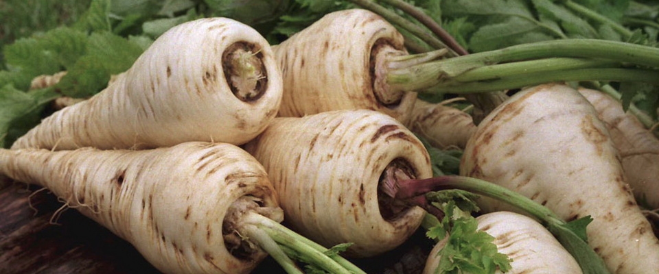 корень петрушки на зиму рецепты