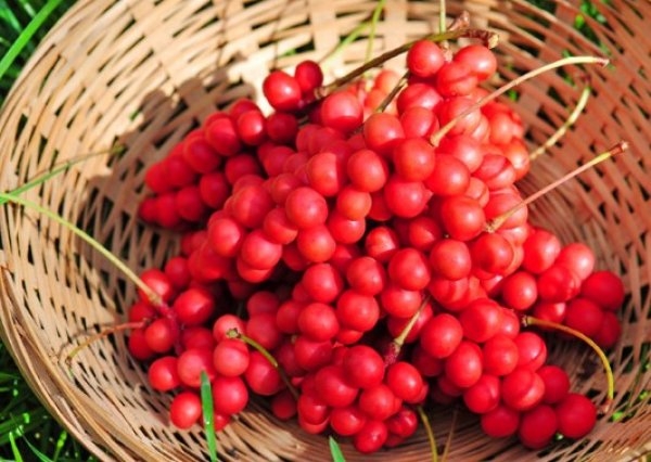 варенье из лимонника