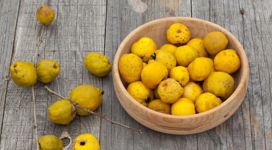 маринованная айва на зиму без стерилизации