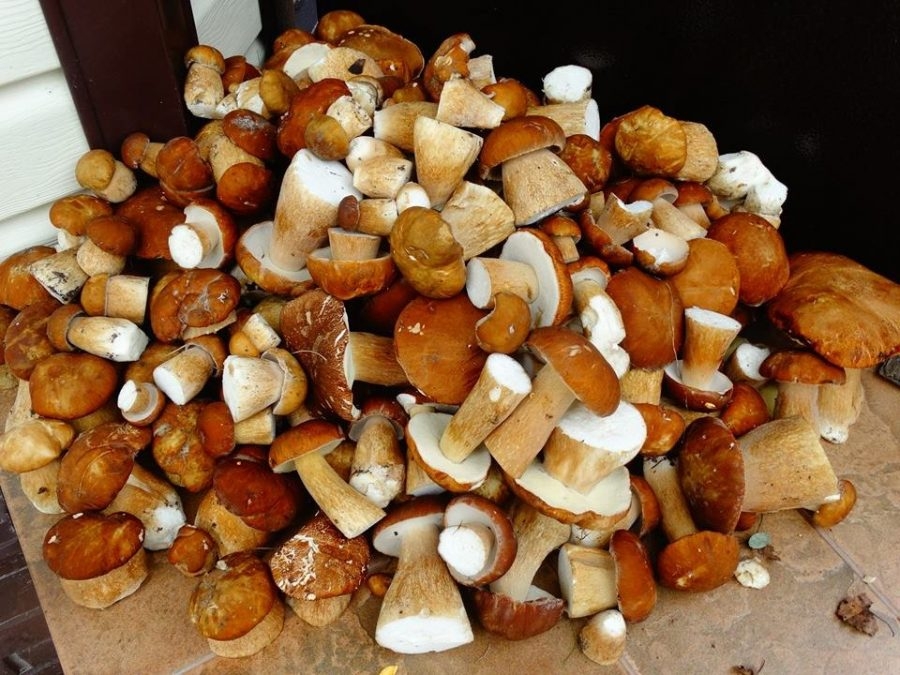 маринованные белые грибы рецепт