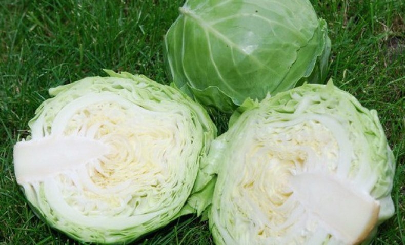 заморозка капусты белокочанной на зиму
