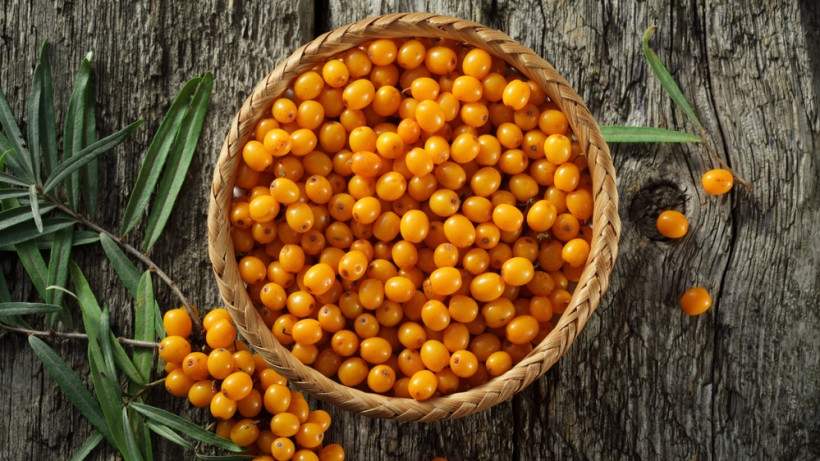 что можно приготовить из облепихи