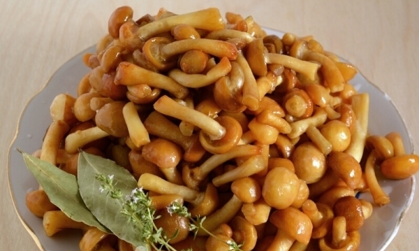 консервация опят