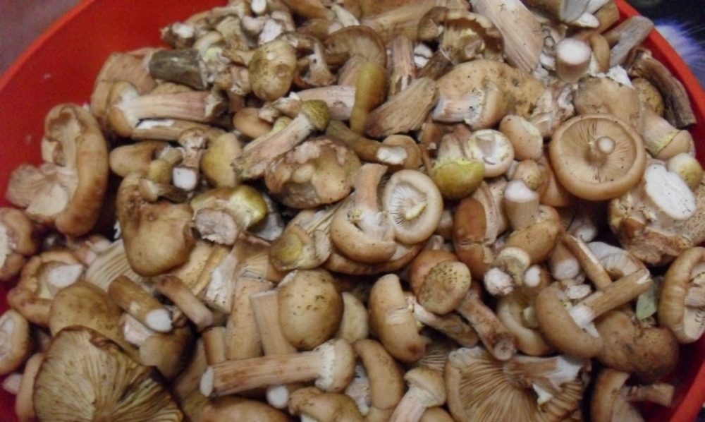 консервация опят