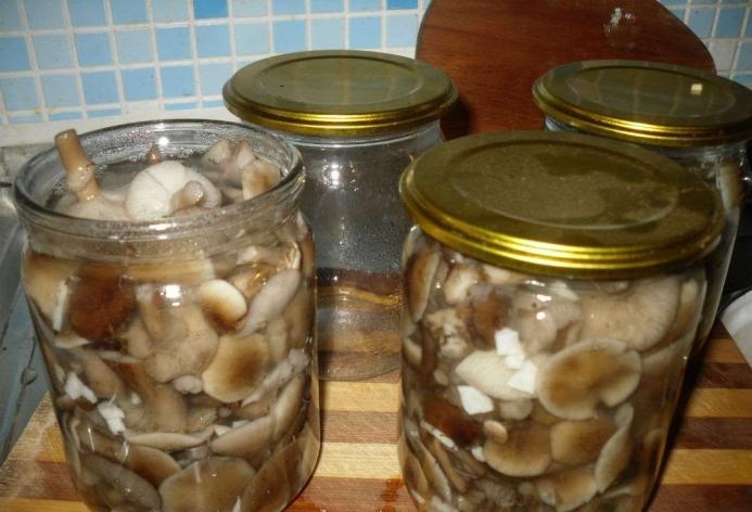 маринованные опята на зиму в банках