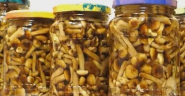 Маринованные опята на зиму