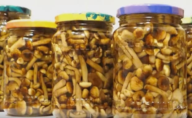 консервирование опят на зиму в банках