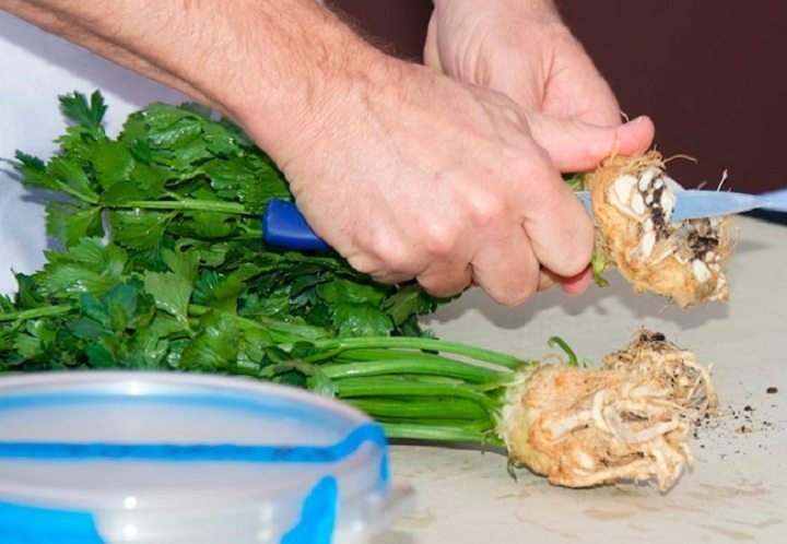 петрушка на зиму с чесноком