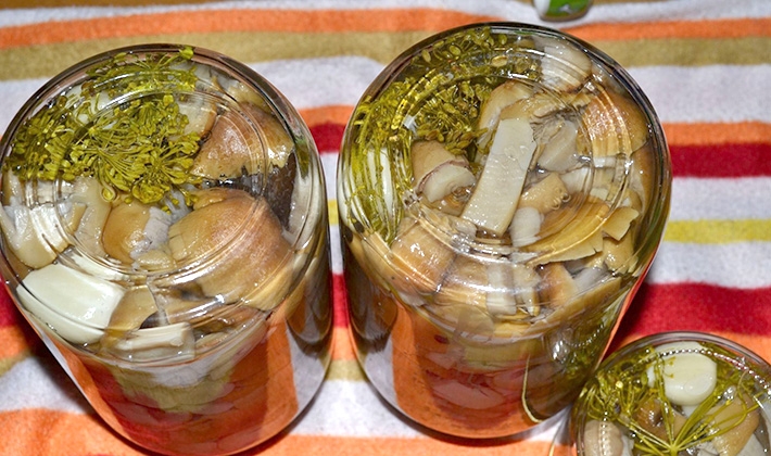 тополиная рядовка рецепты приготовления