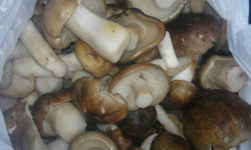 солить тополевую рядовку на зиму