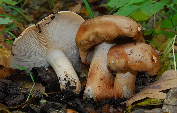 Подтопольник (Tricholoma populinum)