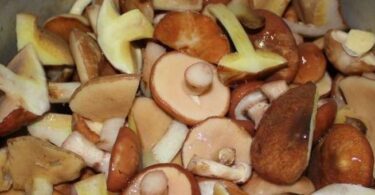 Соленые маслята