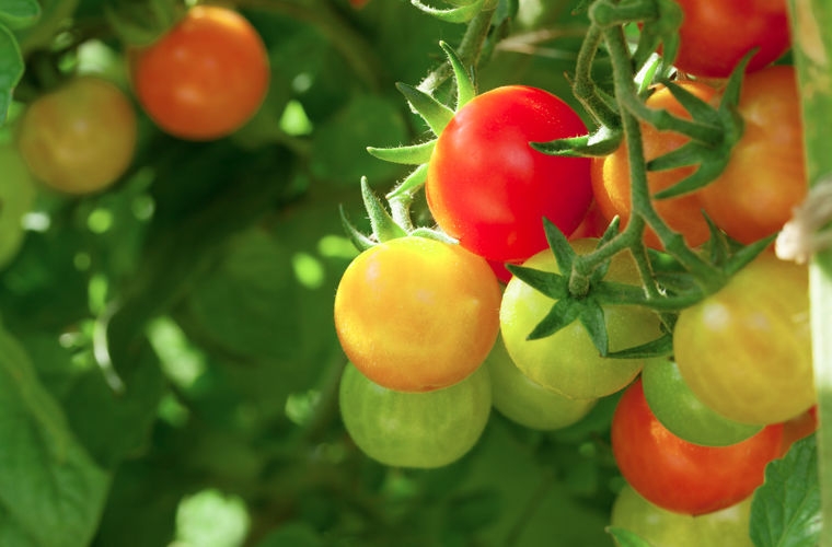 рецепт зеленых помидоров быстрого приготовления