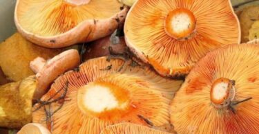 Маринованные рыжики